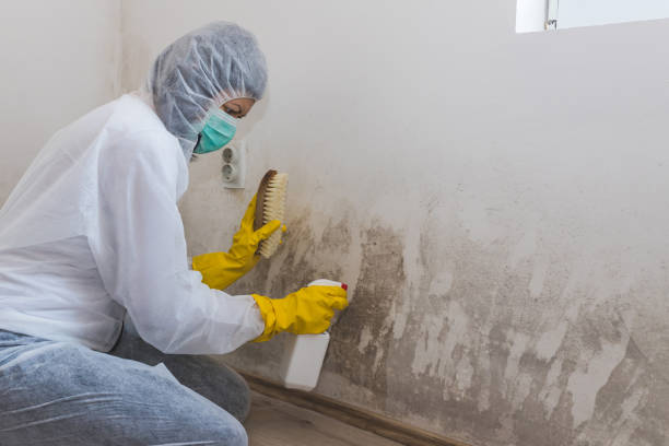 Best Mold Remediation for Vacation Homes  in Camden, AL